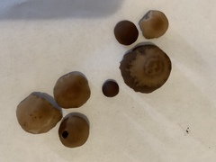 Panaeolus foenisecii