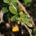 Berberis buxifolia - Photo 由 Tony Rebelo 所上傳的 (c) Tony Rebelo，保留部份權利CC BY-SA