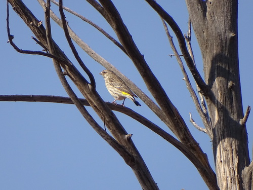 Black-throated Canary (Crithagra atrogularis), photo 4