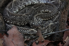 Crotalus durissus trigonicus