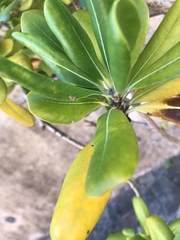 Salticoidea