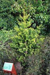 Podocarpus nubigenus