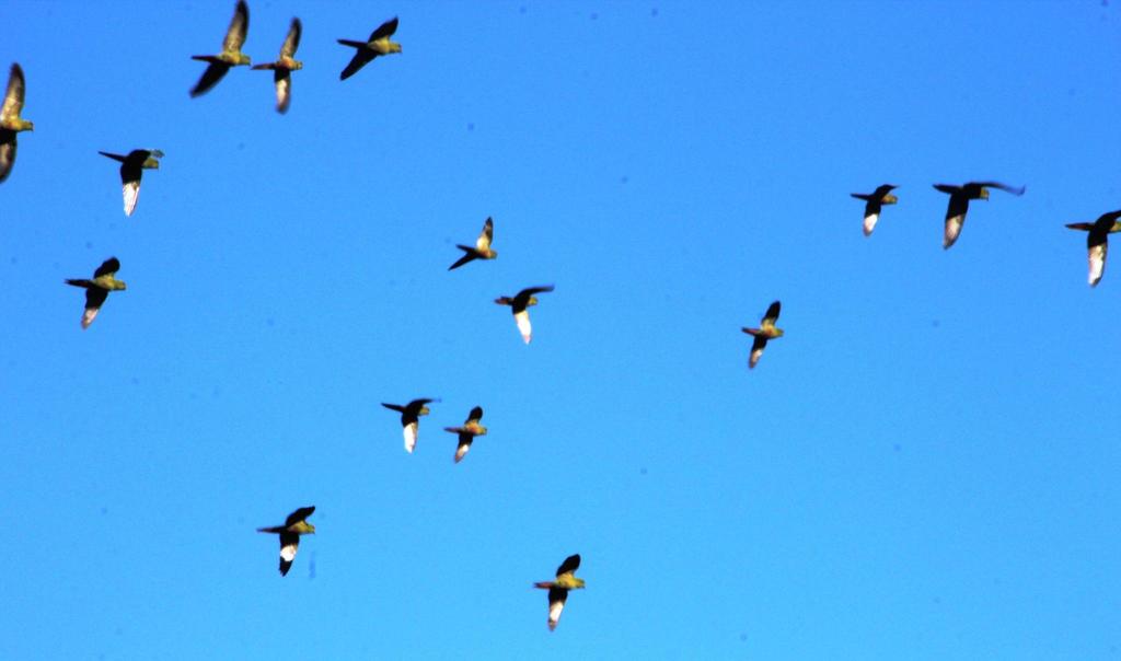 Chilean Austral Parakeet