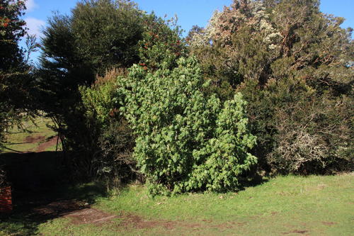 Abutilon vitifolium