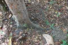 Crotalus durissus trigonicus