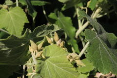 Corynabutilon vitifolium