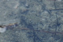 Eucinostomus