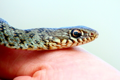 Dolichophis jugularis