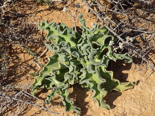 Mesembryanthemum guerichianum