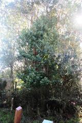 Eucryphia cordifolia