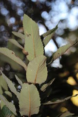 Eucryphia cordifolia