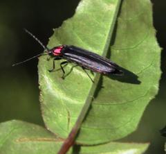 Pyractonema