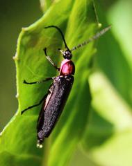 Pyractonema