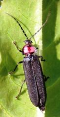 Pyractonema