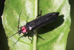 Pyractonema