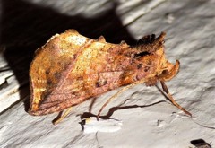 Pseudeva purpurigera