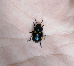 Labidomera suturella