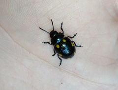 Labidomera suturella