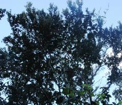 Elytropus chilensis