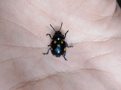 Labidomera suturella