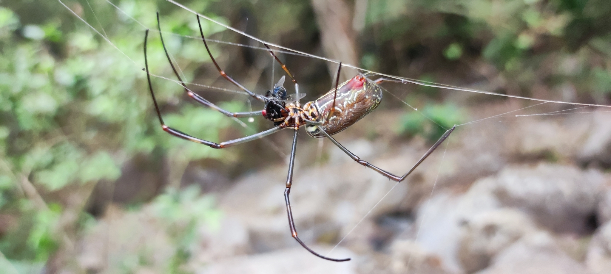 Trichonephila clavipes image