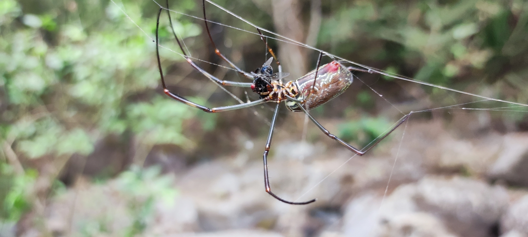 Trichonephila image
