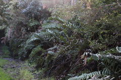 Blechnum chilense