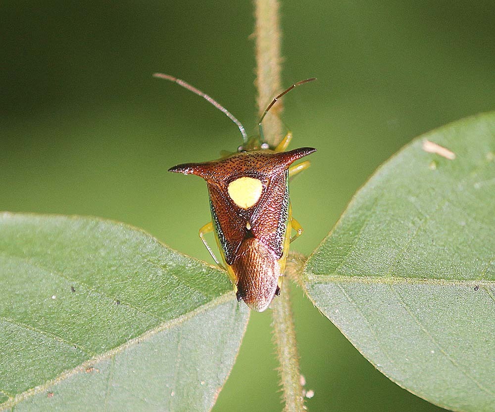 Sastragala javanensis
