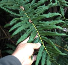 Blechnum chilense