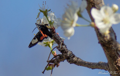 Psychomorpha epimenis