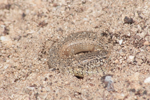 Ocellated Bronze Skink