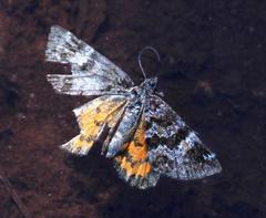 Larentia macerata