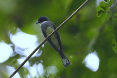 Rhipidura rufiventris