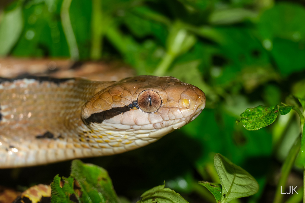 Dog-toothed Cat Snake from Singapore Island, SG on August 13, 2023 at ...