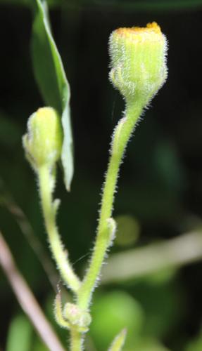 Senecio planiflorus