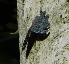 Hamadryas atlantis lelaps