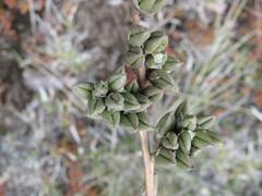 Hechtia glomerata