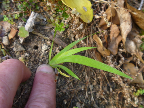 Libertia chilena