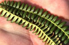 Blechnum mochaenum