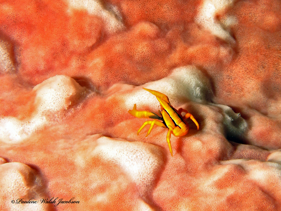 Baba's crinoid squat lobster
