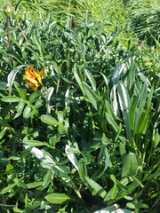 Gazania linearis