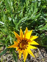 Gazania linearis