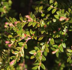 Metrosideros stipularis