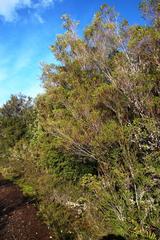 Metrosideros stipularis