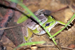 Hyla savignyi