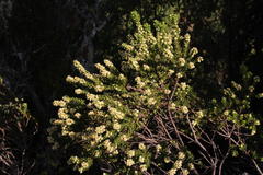 Baccharis patagonica