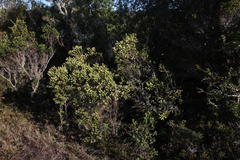 Baccharis patagonica