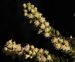 Baccharis patagonica