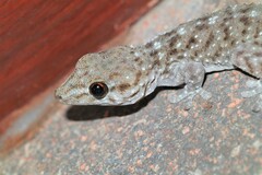 Gomero Wall Gecko photo 4