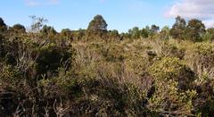 Baccharis patagonica